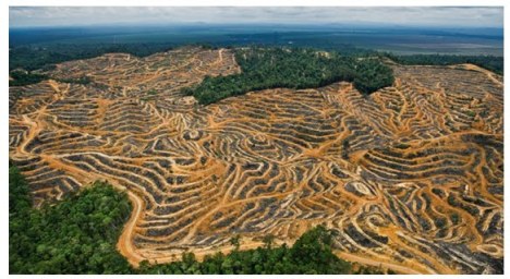 amazonia-desmatamento-destruição